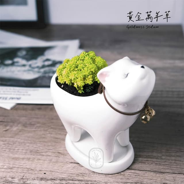 原植｜植物｜黃金萬年草·多肉植物·好養護植物·療癒植物·陽台植物·3吋