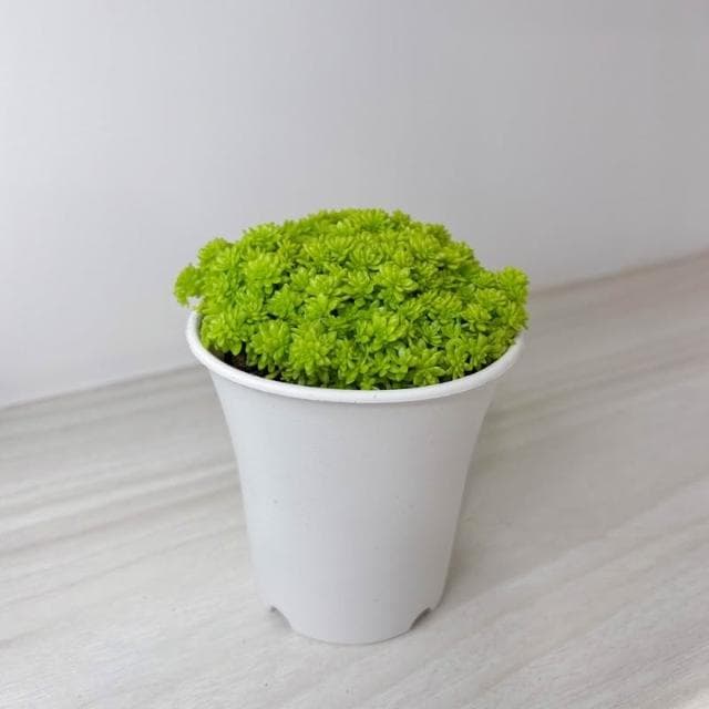 原植｜植物｜黃金萬年草·多肉植物·好養護植物·療癒植物·陽台植物·3吋