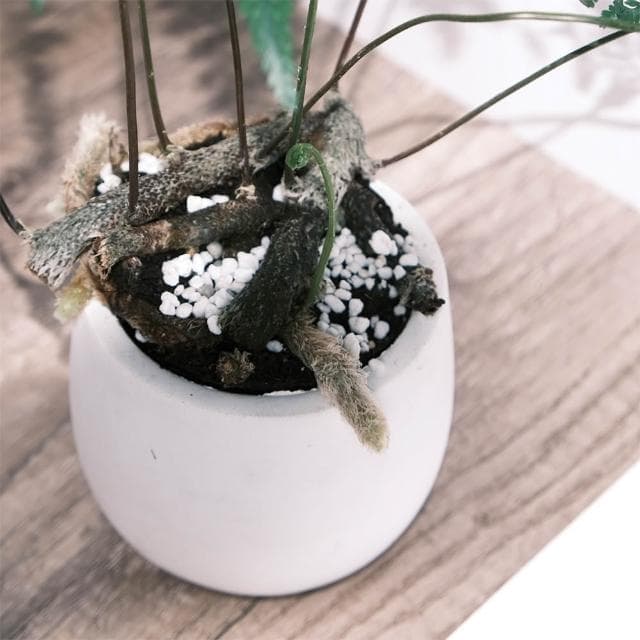 原植｜植物｜兔腳蕨·耐陰植物·室內植物·蕨類·觀葉植物·療癒植物·辦公室植物·水泥盆栽·好照顧·3寸