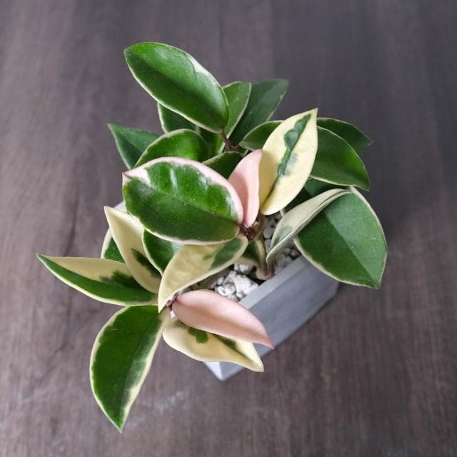 原植｜植物｜斑葉毬蘭·白斑毬蘭 厚葉開花植物 藤蔓植物·蔓性植物·肉質葉片·耐陰植物·客廳盆栽·辦公室盆栽·觀花觀葉·3