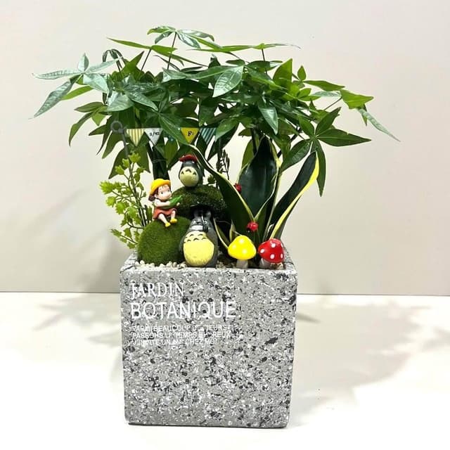 ｜組合盆栽｜發財樹 B款(附底盤)/觀葉植物/水泥盆盆栽/居家美化/開幕盆栽/宅配到府