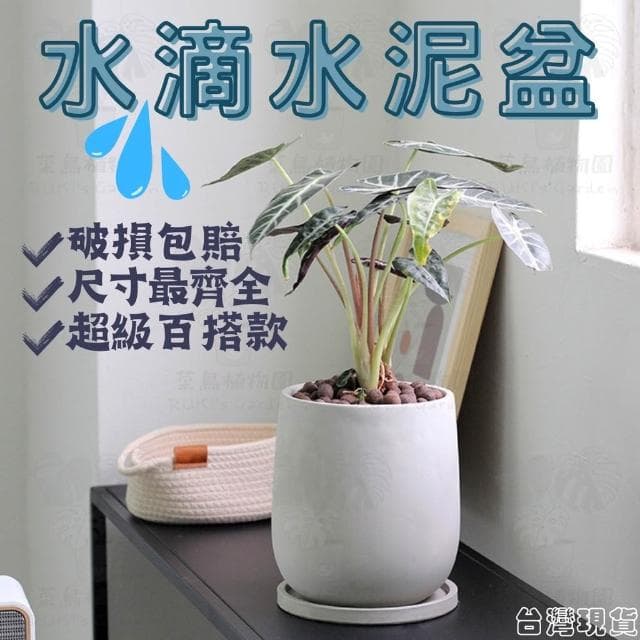 沐晨植物園｜水泥盆 水泥花盆 大花盆 盆栽 水滴水泥盆 龜背芋花盆 琴葉榕花盆 花盆 盆器 水泥花器 植物花盆