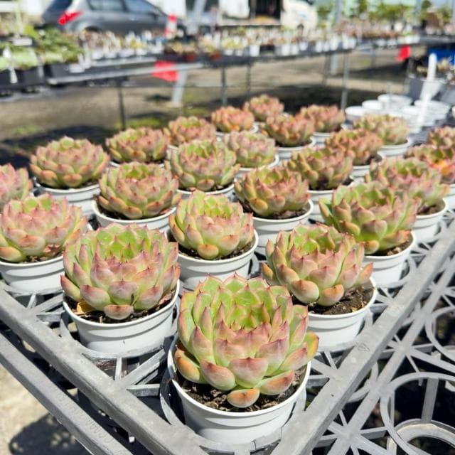《花田多肉》🌵【威力】 3吋盆 多肉植物/多肉/戶外植物/景天科