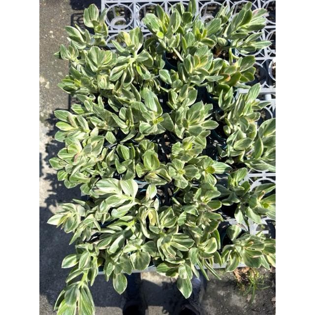 《花田多肉》🌵【三色花月】 3吋盆 多肉植物/多肉/戶外植物/景天科