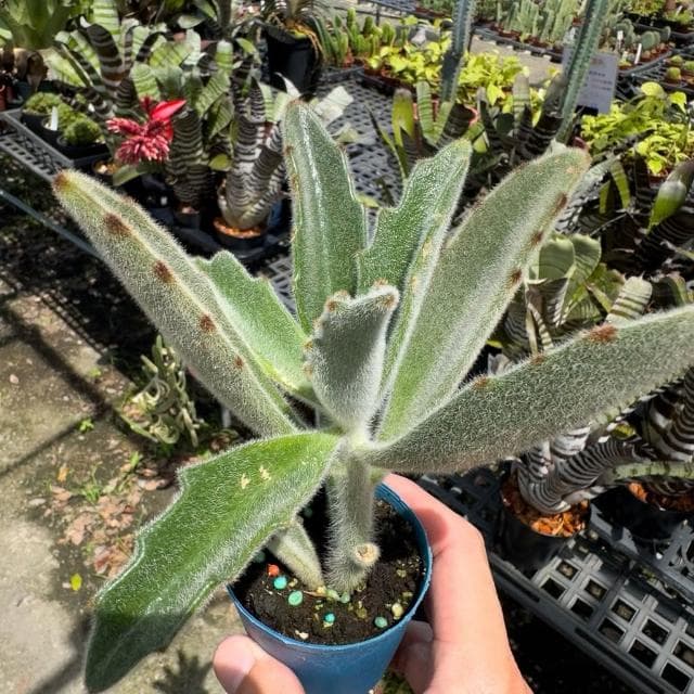 《花田多肉》🌵【柔毛兔】 3吋盆 多肉植物/兔耳/多肉/戶外植物/景天科