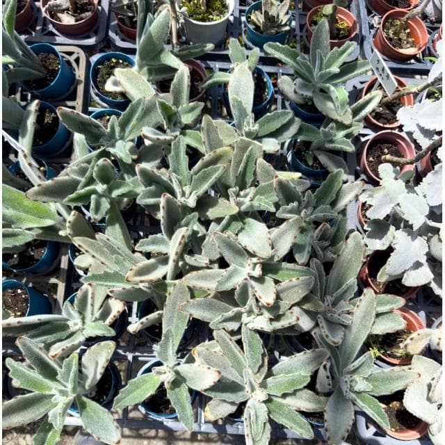 《花田多肉》🌵【柔毛兔】 3吋盆 多肉植物/兔耳/多肉/戶外植物/景天科