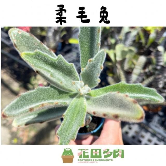 《花田多肉》🌵【柔毛兔】 3吋盆 多肉植物/兔耳/多肉/戶外植物/景天科