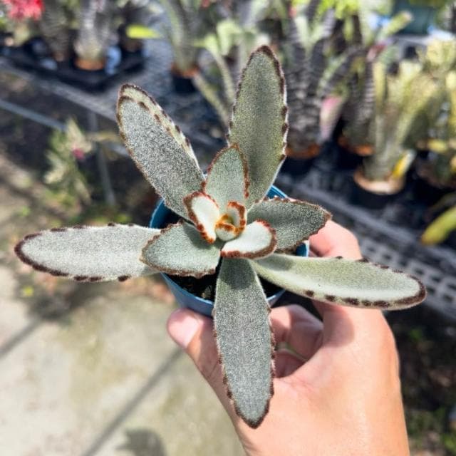 《花田多肉》🌵【黑點兔】 3吋盆 多肉植物/多肉/景天科/兔耳/戶外植物