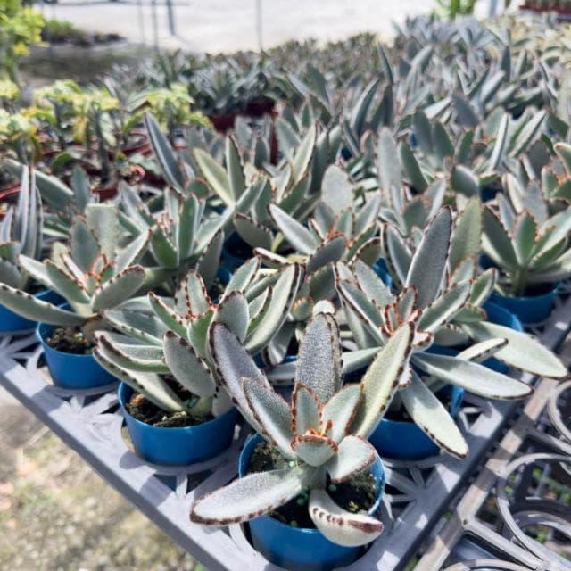 《花田多肉》🌵【黑點兔】 3吋盆 多肉植物/多肉/景天科/兔耳/戶外植物