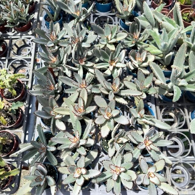 《花田多肉》🌵【黑點兔】 3吋盆 多肉植物/多肉/景天科/兔耳/戶外植物