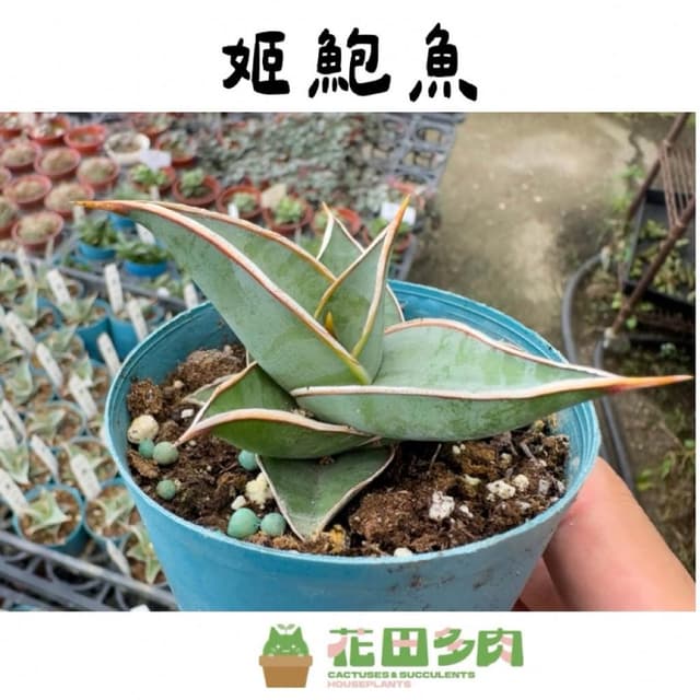 《花田多肉》🌵【姬鮑魚】 3吋盆 虎尾蘭/室內植物/虎皮蘭