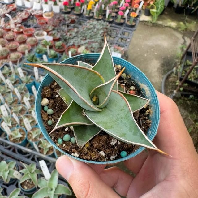 《花田多肉》🌵【姬鮑魚】 3吋盆 虎尾蘭/室內植物/虎皮蘭