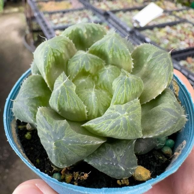 《花田多肉》🌵【帝玉露】 3吋盆 多肉植物/百合科/玉露/阿福花亞科