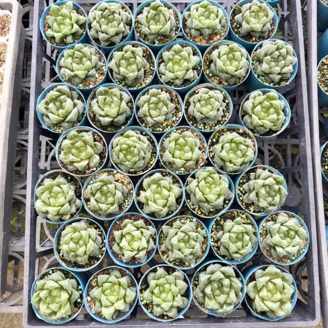 《花田多肉》🌵【帝玉露】 3吋盆 多肉植物/百合科/玉露/阿福花亞科