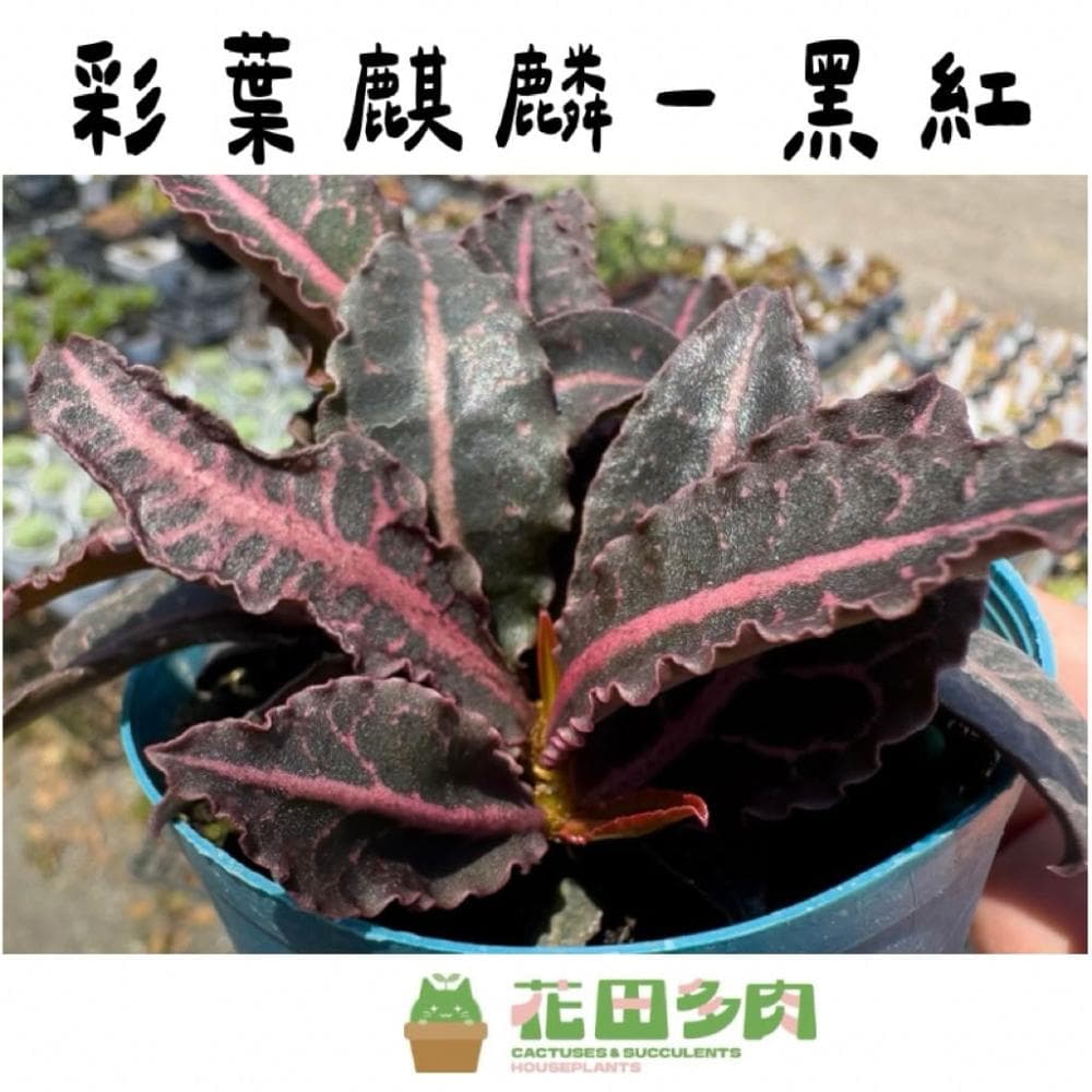 《花田多肉》🌵【彩葉麒麟-黑紅】 3吋盆 多肉植物/大戟科/麒麟/戶外植物