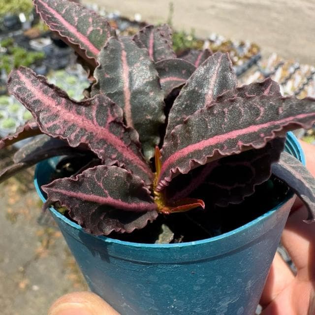 《花田多肉》🌵【彩葉麒麟-黑紅】 3吋盆 多肉植物/大戟科/麒麟/戶外植物