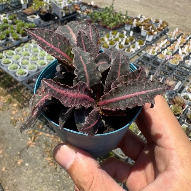 《花田多肉》🌵【彩葉麒麟-黑紅】 3吋盆 多肉植物/大戟科/麒麟/戶外植物