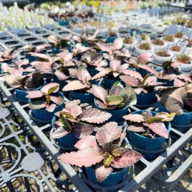 《花田多肉》🌵【彩葉麒麟-青紅】 3吋盆 多肉植物/大戟科/麒麟/戶外植物