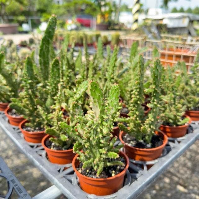 《花田多肉》🌵【日見之初/初日之初】 3吋盆 多肉植物/仙人掌/戶外植物