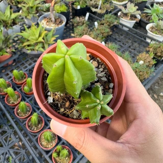 《花田多肉》🌵【美花角】 3吋盆 多肉植物/仙人掌/開花植物/戶外植物