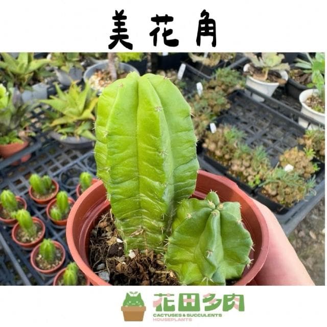 《花田多肉》🌵【美花角】 3吋盆 多肉植物/仙人掌/開花植物/戶外植物