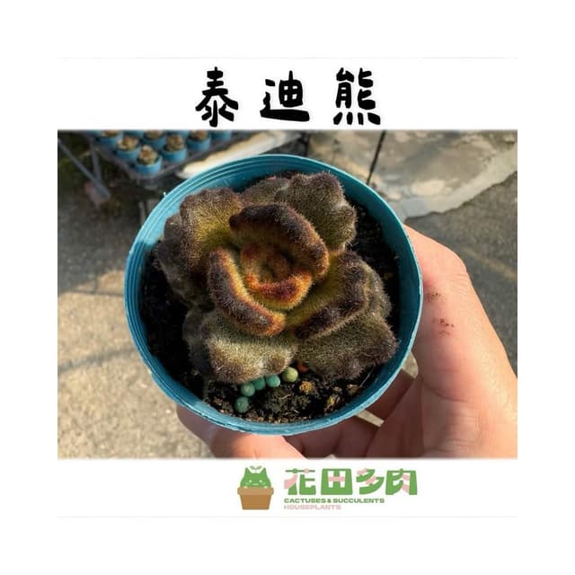 《花田多肉》🌵【泰迪熊】 3吋盆 多肉植物/兔耳/多肉/景天科/戶外植物