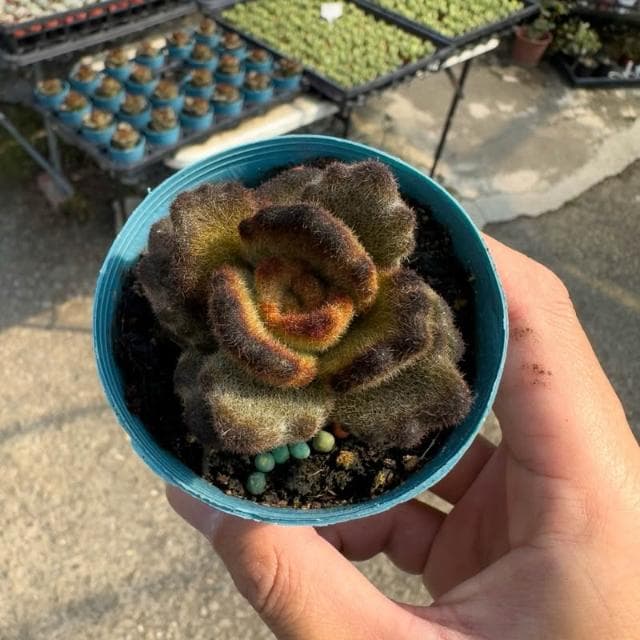 《花田多肉》🌵【泰迪熊】 3吋盆 多肉植物/兔耳/多肉/景天科/戶外植物