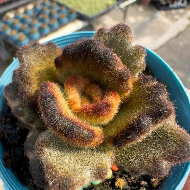 《花田多肉》🌵【泰迪熊】 3吋盆 多肉植物/兔耳/多肉/景天科/戶外植物
