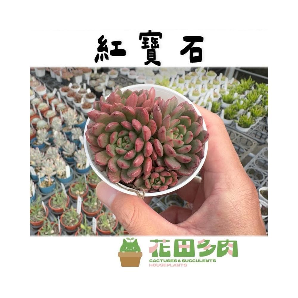 《花田多肉》🌵【紅寶石】 3吋盆 多肉植物/仙人掌/戶外植物/景天科/多肉