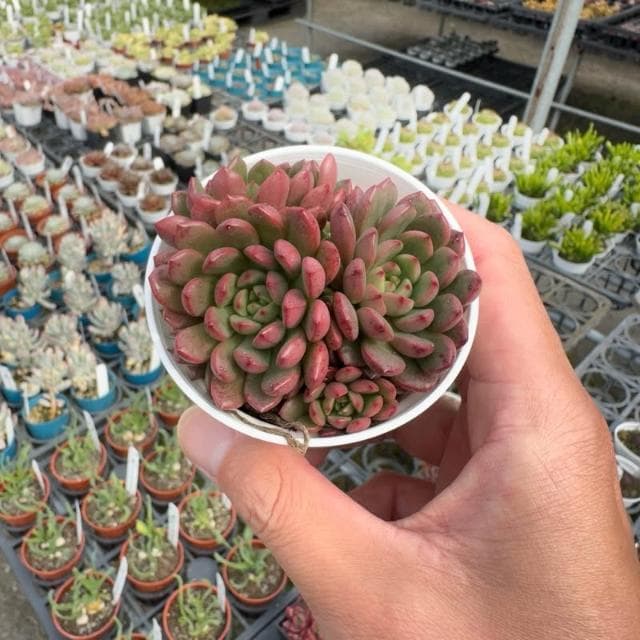 《花田多肉》🌵【紅寶石】 3吋盆 多肉植物/仙人掌/戶外植物/景天科/多肉