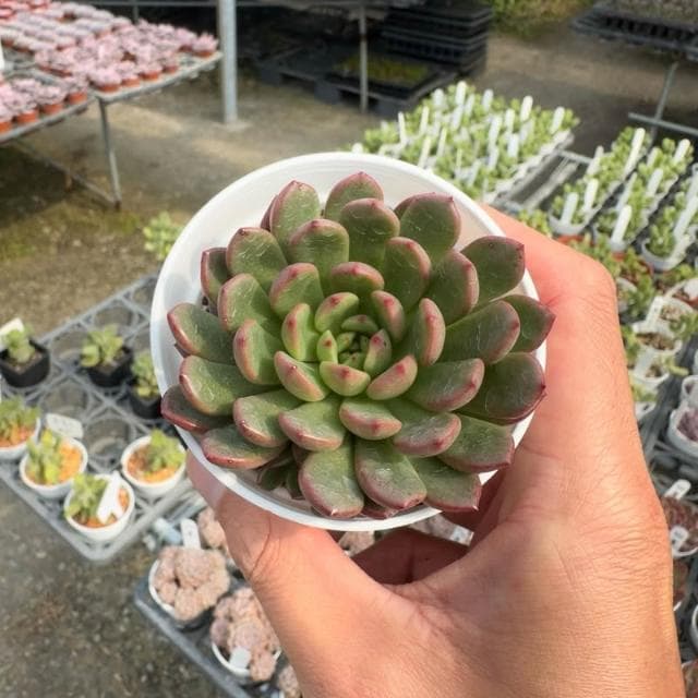 《花田多肉》🌵【紅寶石】 3吋盆 多肉植物/仙人掌/戶外植物/景天科/多肉