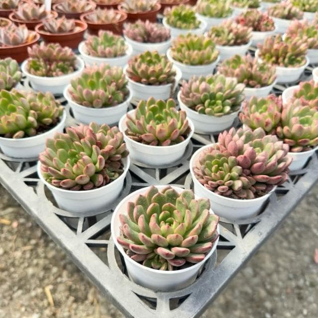《花田多肉》🌵【紅寶石】 3吋盆 多肉植物/仙人掌/戶外植物/景天科/多肉
