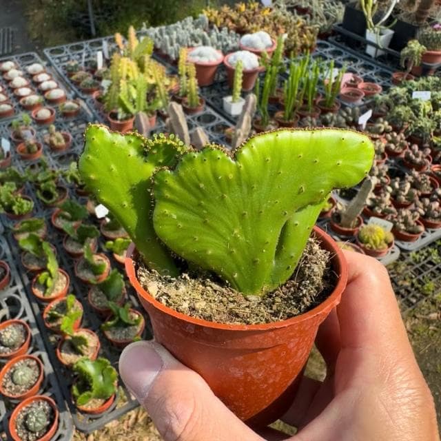 《花田多肉》🌵【珊瑚大戟綴化】 3吋盆 多肉植物/大戟科/戶外植物/綴化/多肉