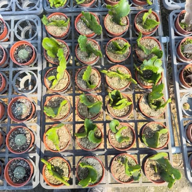 《花田多肉》🌵【珊瑚大戟綴化】 3吋盆 多肉植物/大戟科/戶外植物/綴化/多肉
