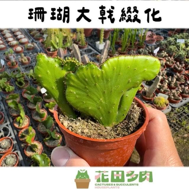 《花田多肉》🌵【珊瑚大戟綴化】 3吋盆 多肉植物/大戟科/戶外植物/綴化/多肉