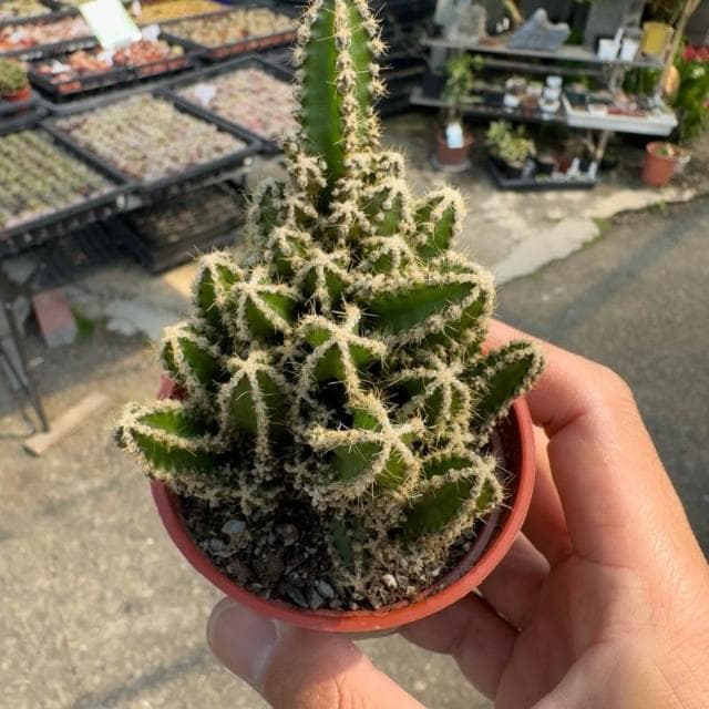 《花田多肉》🌵【神仙堡】3吋盆  多肉植物/仙人掌/戶外植物