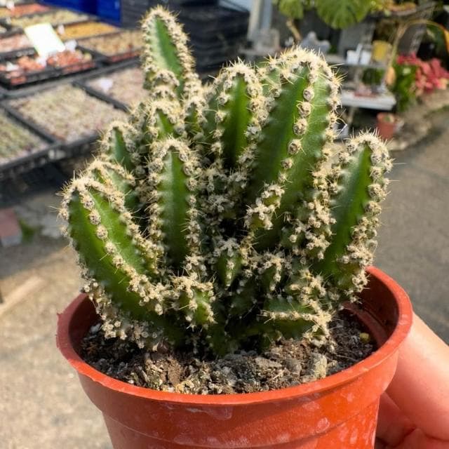 《花田多肉》🌵【神仙堡】3吋盆  多肉植物/仙人掌/戶外植物