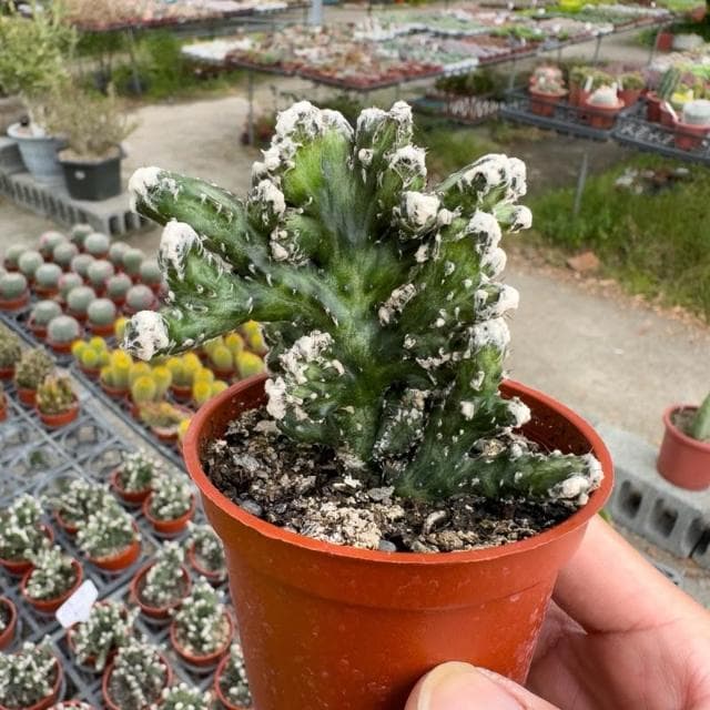 《花田多肉》🌵【殘雪之峰】 3吋盆 多肉植物/仙人掌/戶外植物/園藝