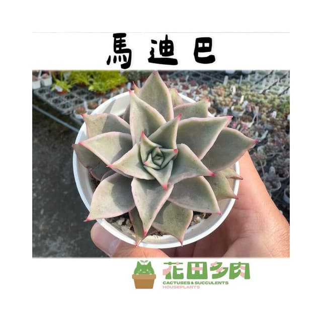 《花田多肉》🌵【馬迪巴】 3寸盆 多肉植物/仙人掌/戶外植物/景天科