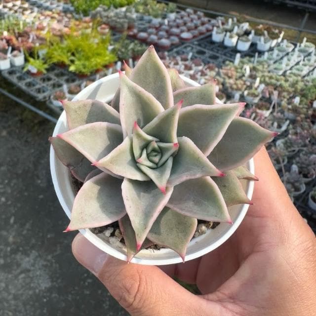 《花田多肉》🌵【馬迪巴】 3寸盆 多肉植物/仙人掌/戶外植物/景天科