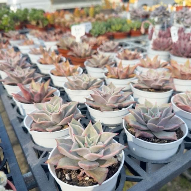 《花田多肉》🌵【馬迪巴】 3寸盆 多肉植物/仙人掌/戶外植物/景天科