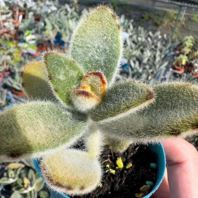 《花田多肉》🌵【黃金熊貓兔】 3吋盆 多肉植物/多肉/兔耳/戶外植物/景天科
