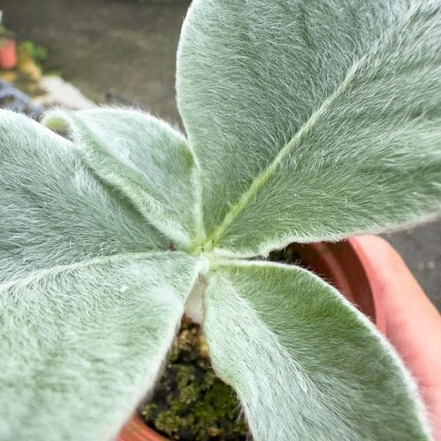《花田多肉》🌵【斷崖女王】 3吋盆 多肉植物/多肉/塊根/塊莖/苦苣苔