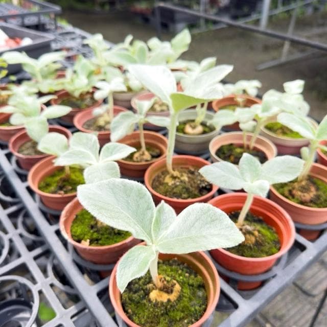 《花田多肉》🌵【斷崖女王】 3吋盆 多肉植物/多肉/塊根/塊莖/苦苣苔