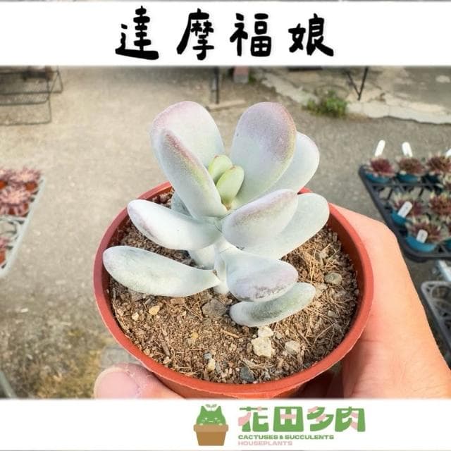 《花田多肉》🌵【達摩福娘】 3吋盆 多肉植物/多肉/景天科/戶外植物