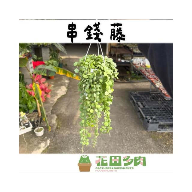 《花田多肉》🌵【串錢藤】 3吋盆 多肉植物/仙人掌/垂釣植物/吊盆