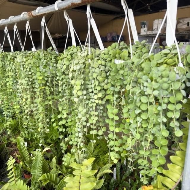 《花田多肉》🌵【串錢藤】 3吋盆 多肉植物/仙人掌/垂釣植物/吊盆
