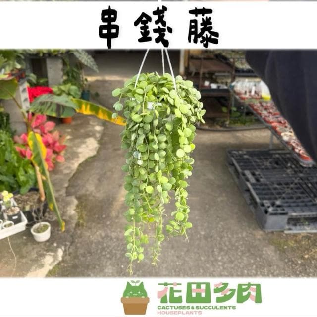 《花田多肉》🌵【串錢藤】 3吋盆 多肉植物/仙人掌/垂釣植物/吊盆