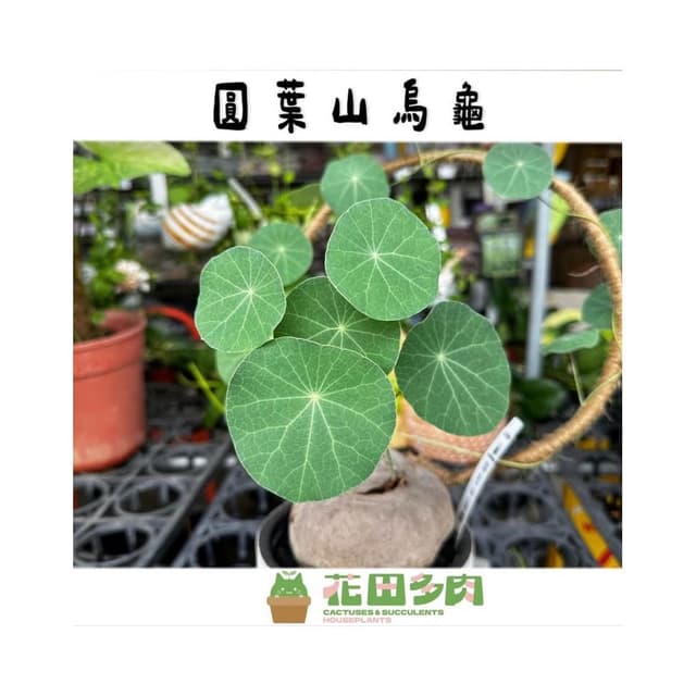 《花田多肉》🌵【圓葉山烏龜】 裸根 塊根/多肉植物/仙人掌/石頭玉