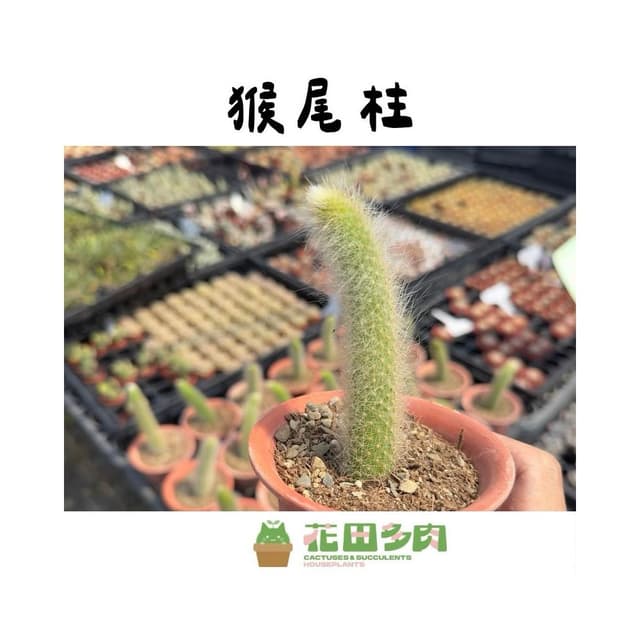《花田多肉》🌵【猴尾柱】 3吋盆 仙人掌/多肉植物/多肉/戶外植物